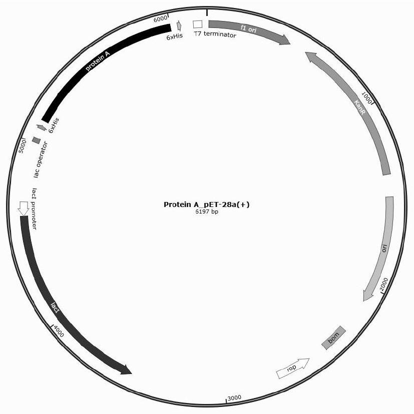 A kind of staphylococcus protein a, purification preparation method and application thereof