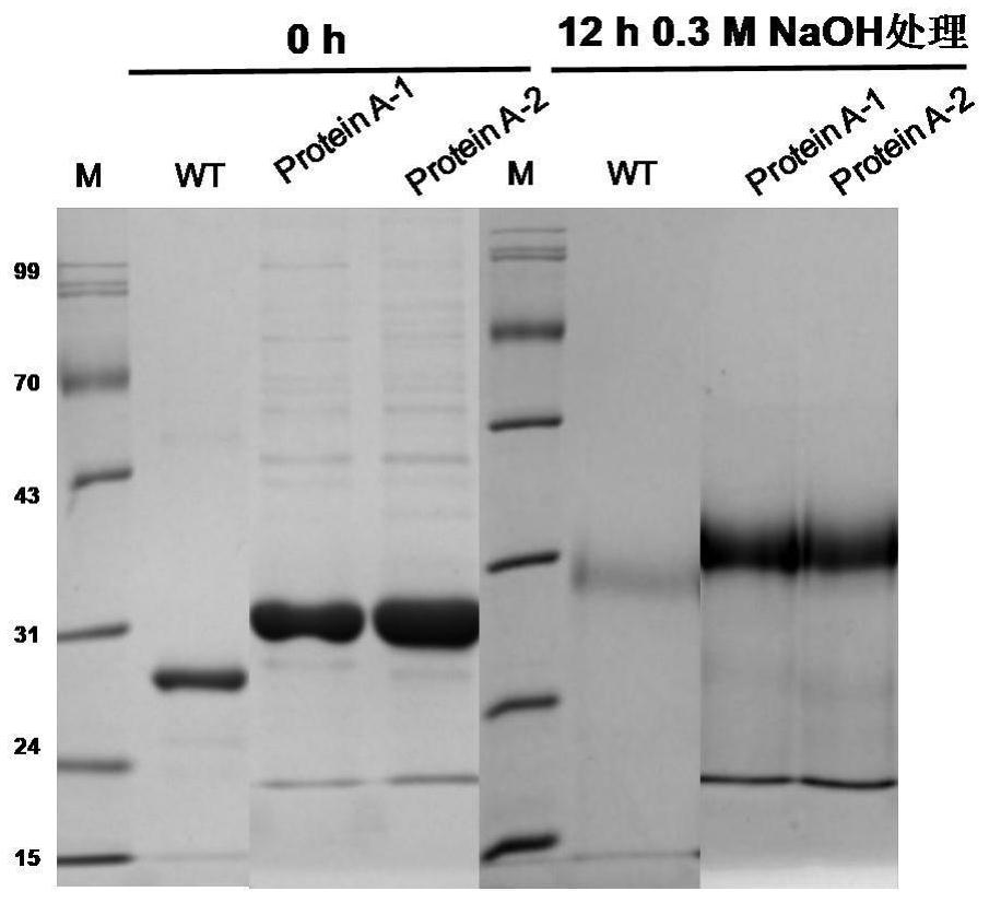 A kind of staphylococcus protein a, purification preparation method and application thereof