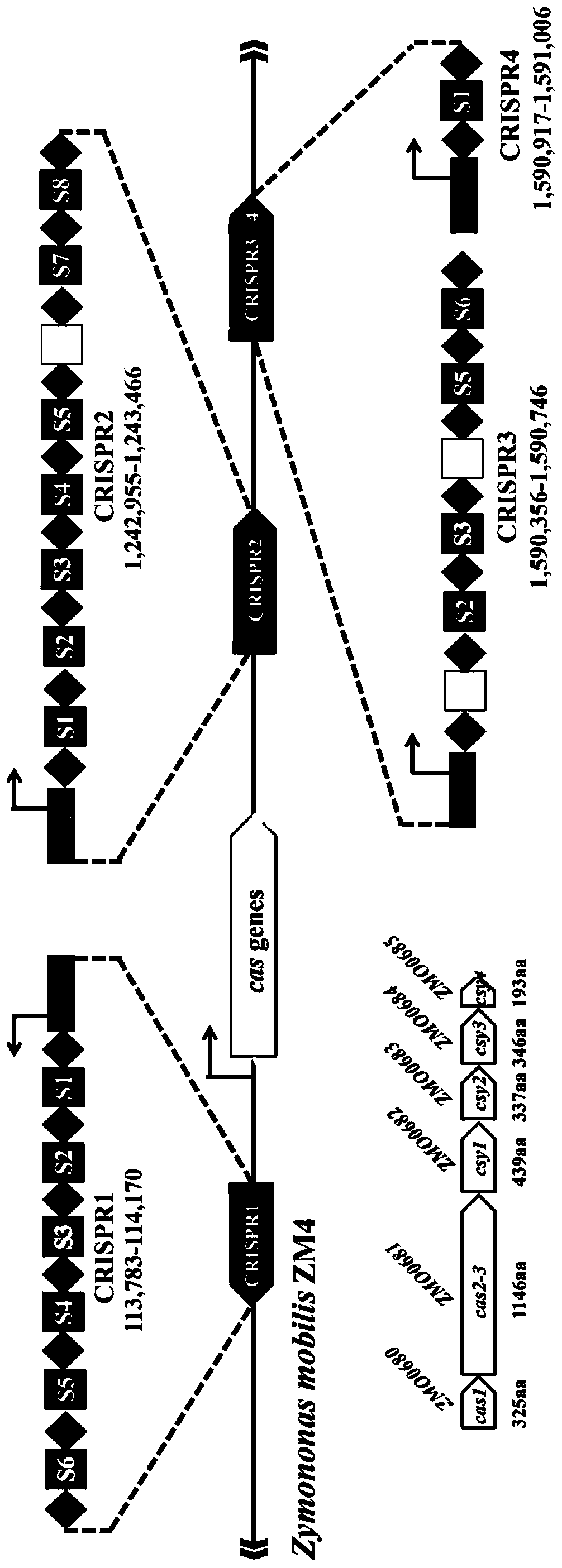 Method for highly efficiently deleting large fragments of genome based on endogenous CRISPR-Cas system of zymomonas mobilis and application thereof