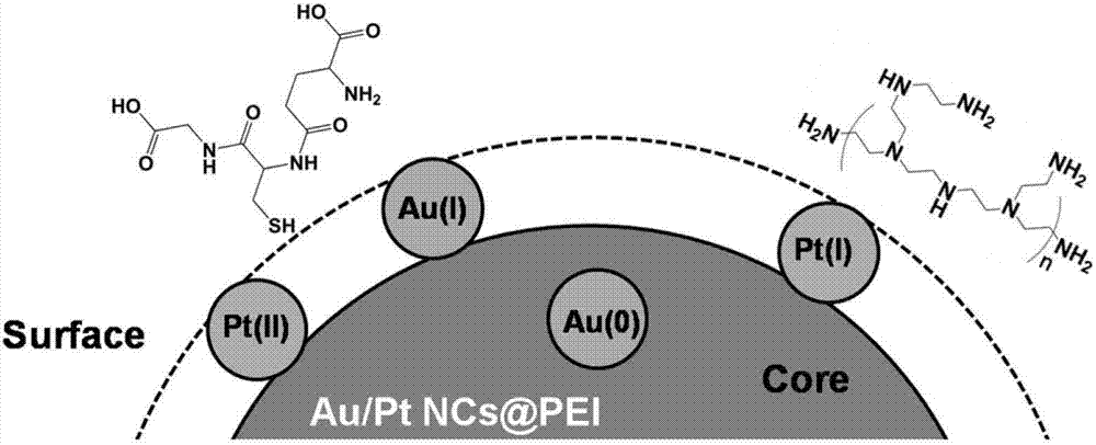 Gold/platinum bimetal nanocluster fluorescence probe based on polyethyleneimine protection, and application of fluorescence probe in aureomycin detection