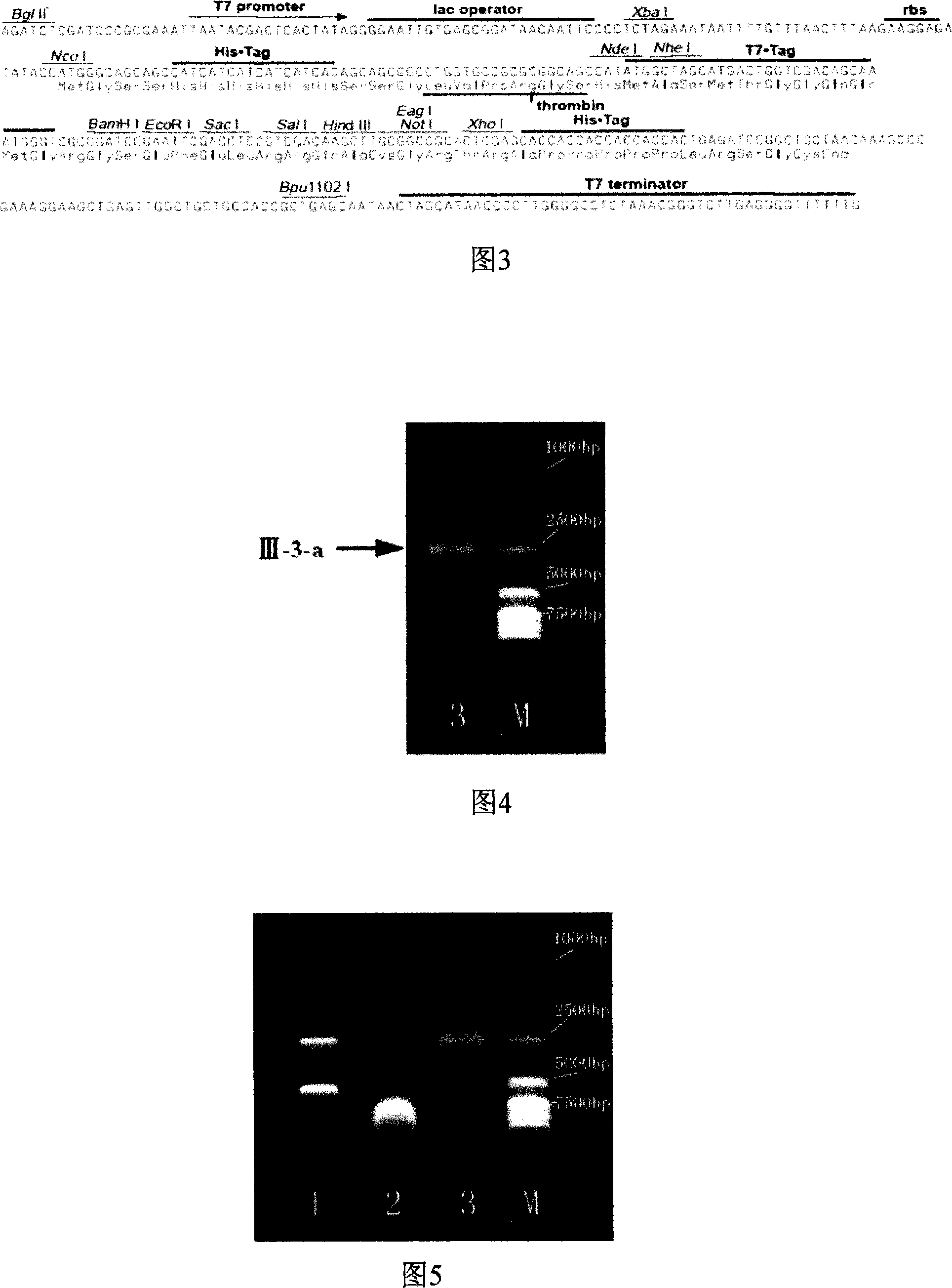 Alkaline endo glucanase gene, recombinase and applications thereof