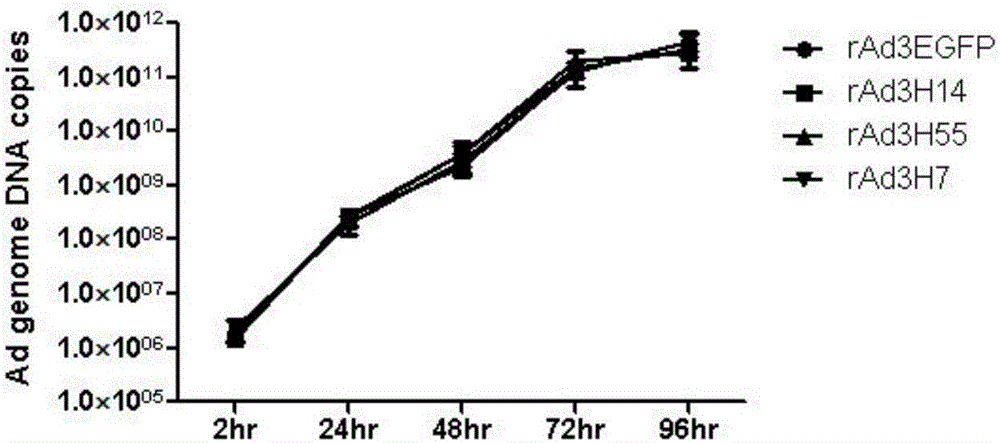 Recombinant adenovirus and tetravalent adenovirus vaccine and preparation method thereof