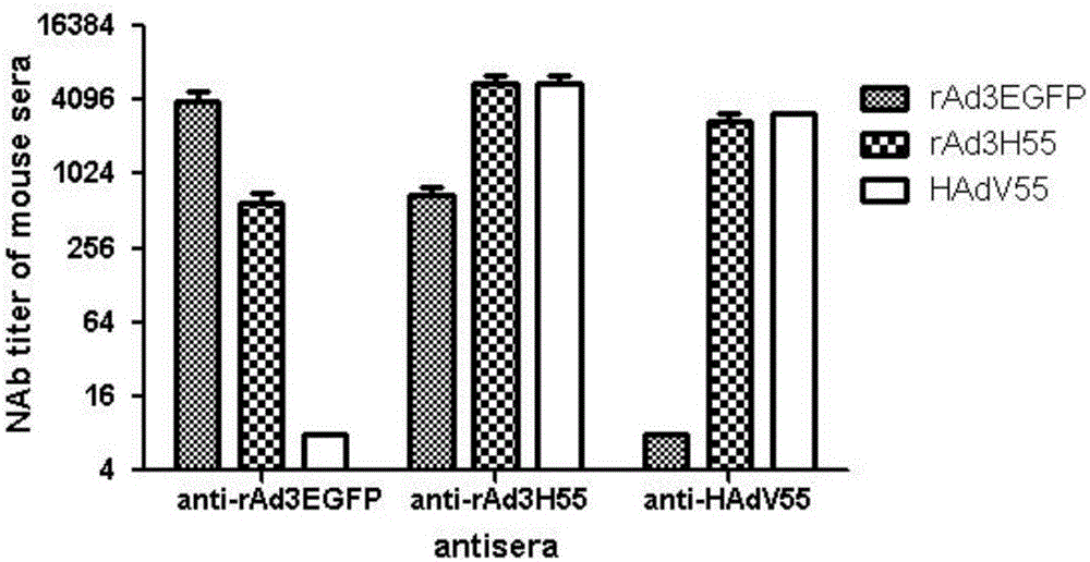 Recombinant adenovirus and tetravalent adenovirus vaccine and preparation method thereof