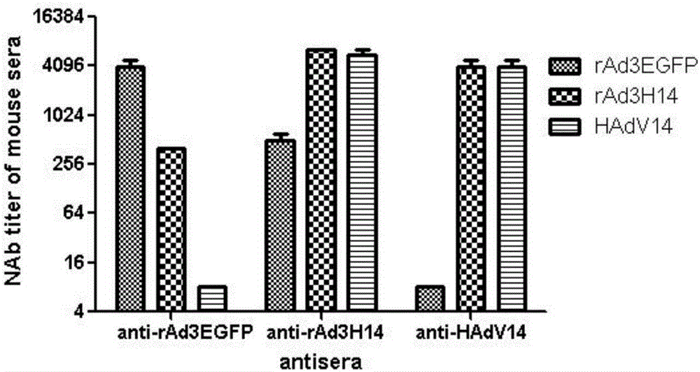 Recombinant adenovirus and tetravalent adenovirus vaccine and preparation method thereof