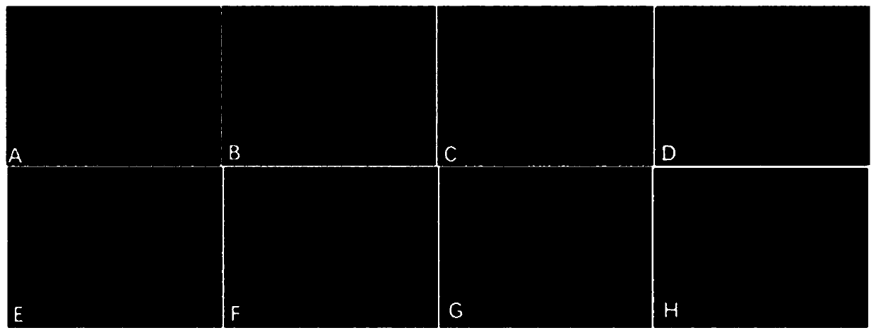 Novel application of fructus tsaoko to preparation of antiviral medicines