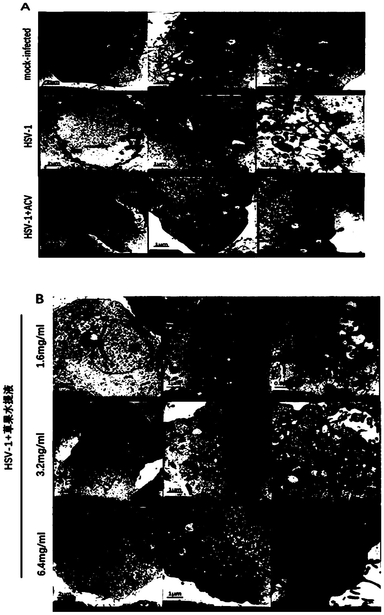 Novel application of fructus tsaoko to preparation of antiviral medicines