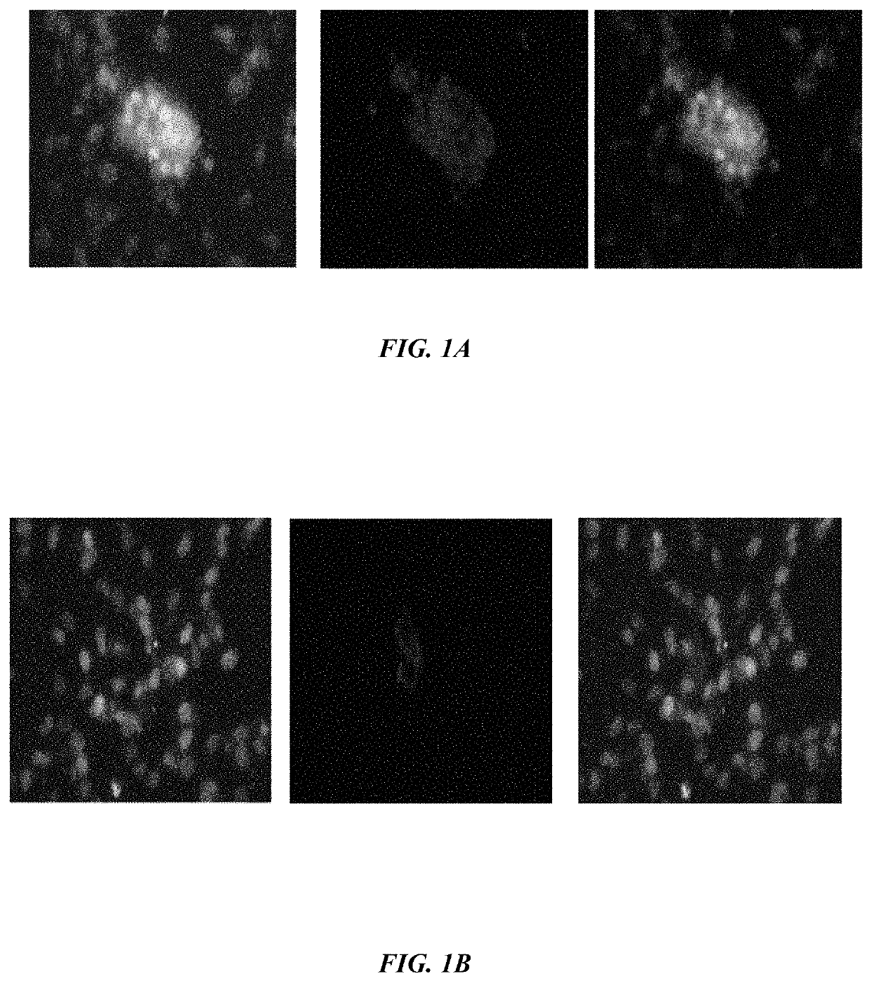 Method of synthesizing antagonist peptides for cell growth