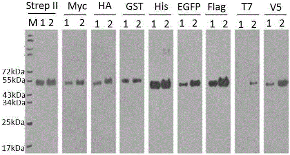 Multi-tag antigen, and preparation method and application thereof