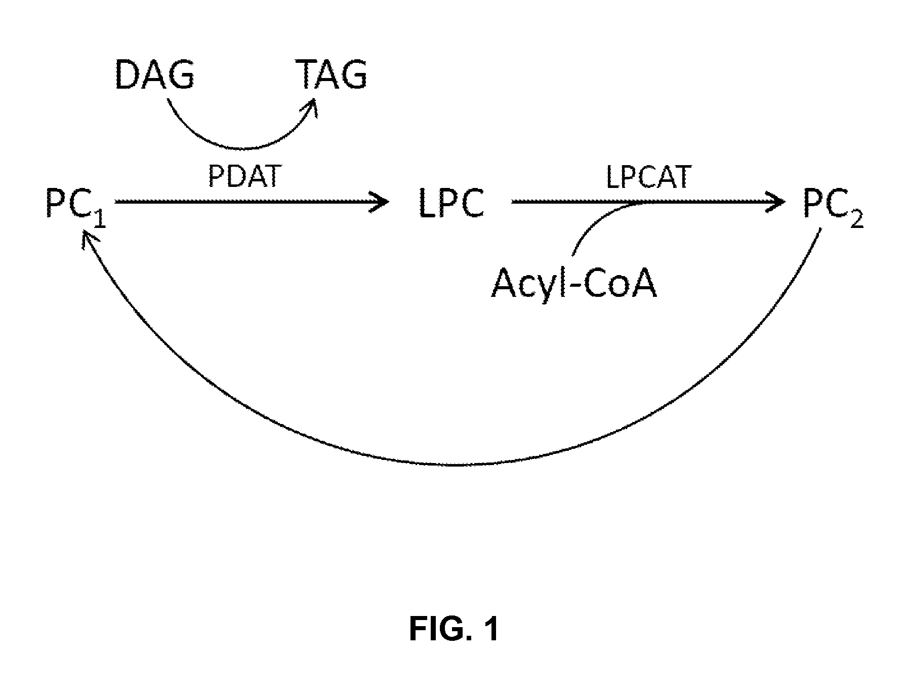 PRODUCTION OF POLYUNSATURATED FATTY ACIDS BY COEXPRESSION OF ACYL-CoA:LYSOPHOSPHATIDYLCHOLINE ACYLTRANSFERASES AND PHOSPHOLIPID:DIACYLGLYCEROL ACYLTRANSFERASES