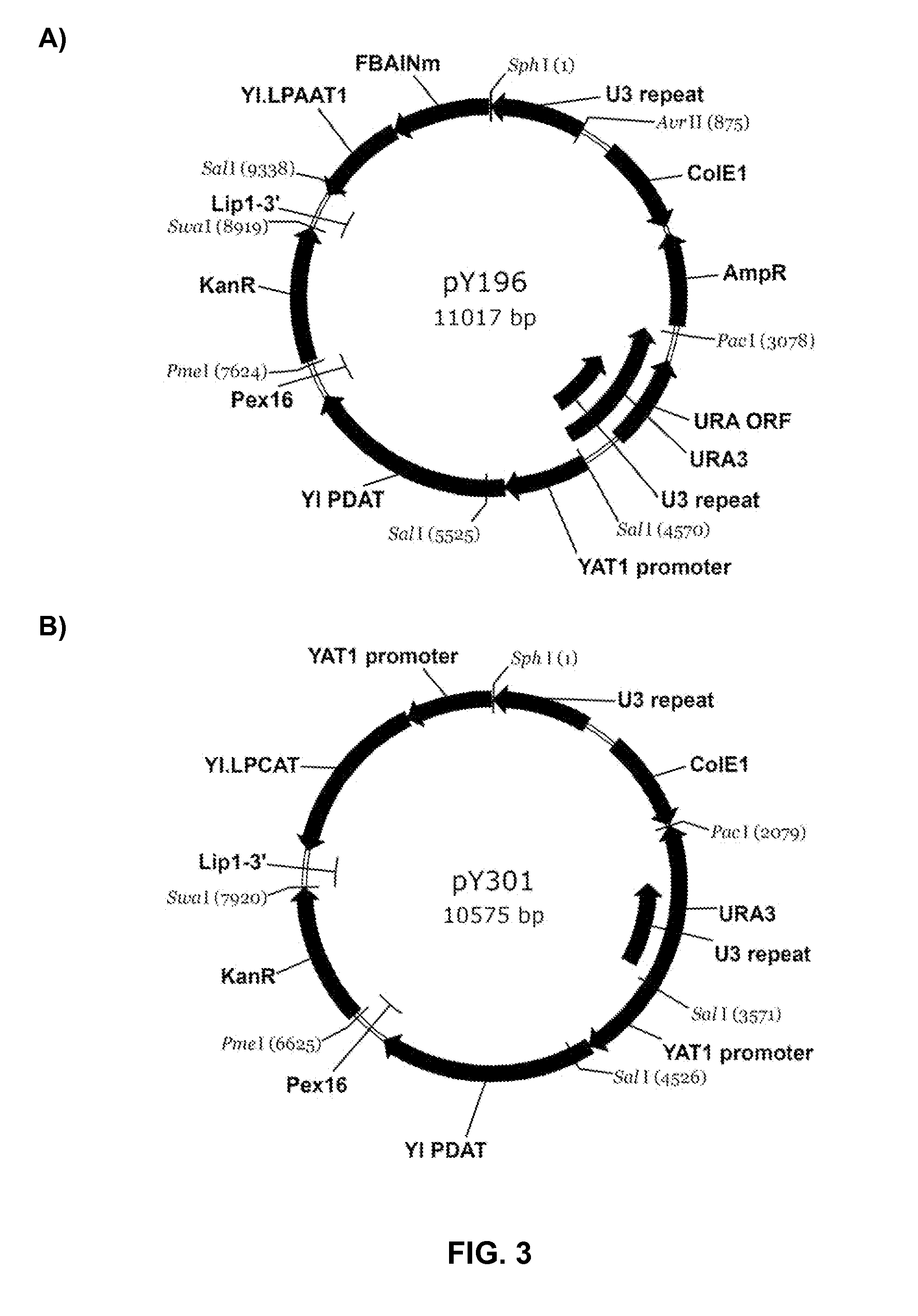 PRODUCTION OF POLYUNSATURATED FATTY ACIDS BY COEXPRESSION OF ACYL-CoA:LYSOPHOSPHATIDYLCHOLINE ACYLTRANSFERASES AND PHOSPHOLIPID:DIACYLGLYCEROL ACYLTRANSFERASES