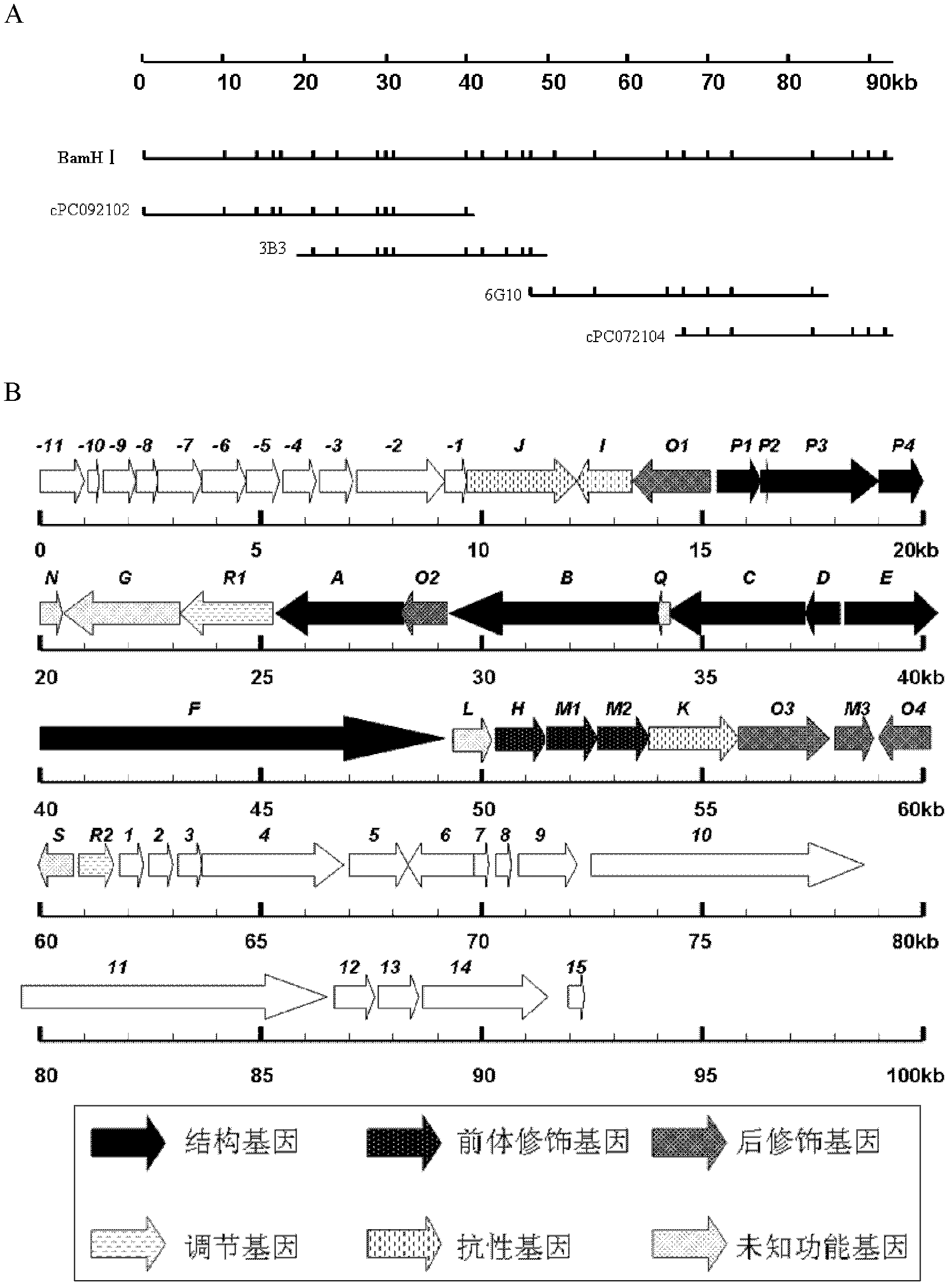 Naphthyridinomycin biosynthesis gene cluster