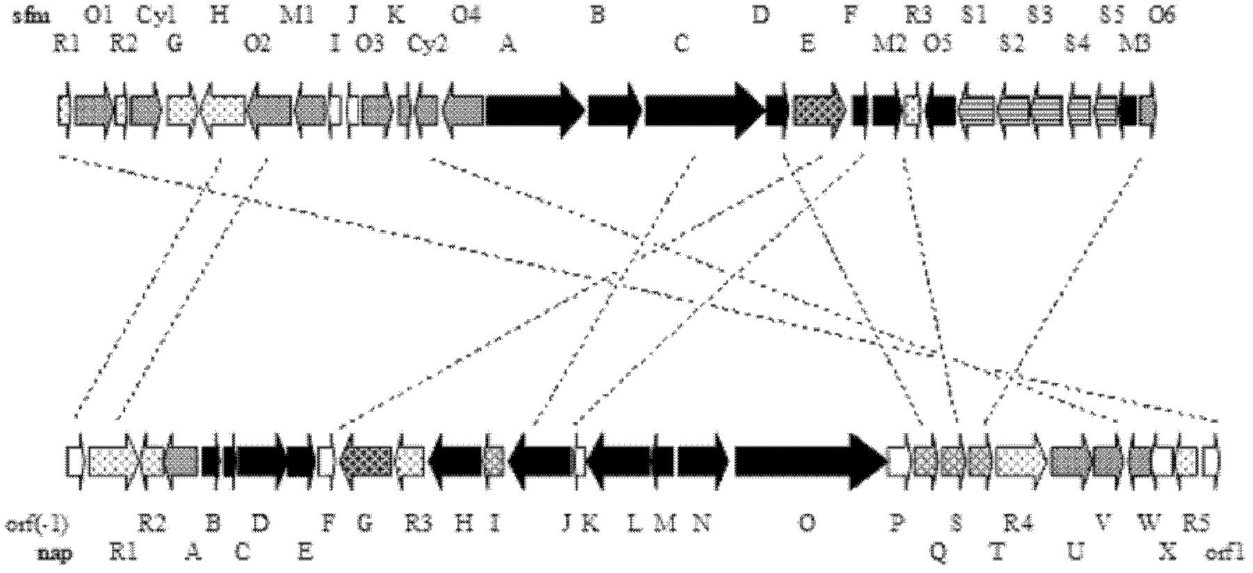 Naphthyridinomycin biosynthesis gene cluster