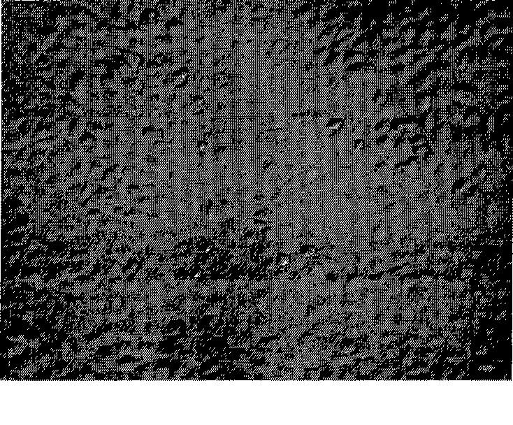 Method for constructing oral squamous cell carcinoma animal model