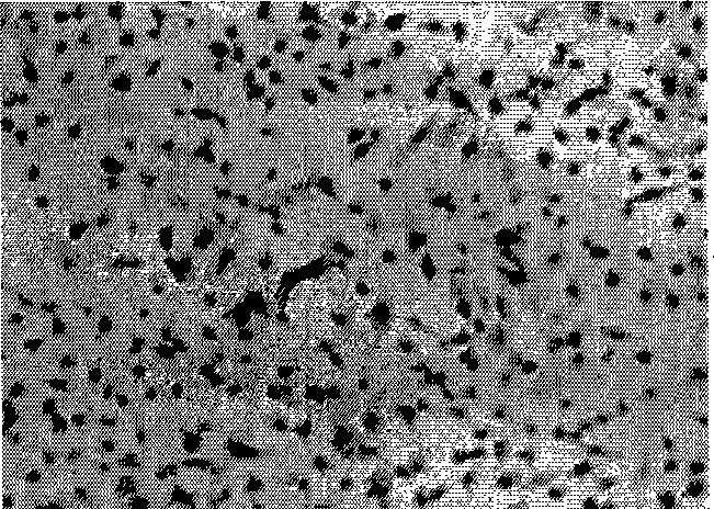 Method for constructing oral squamous cell carcinoma animal model