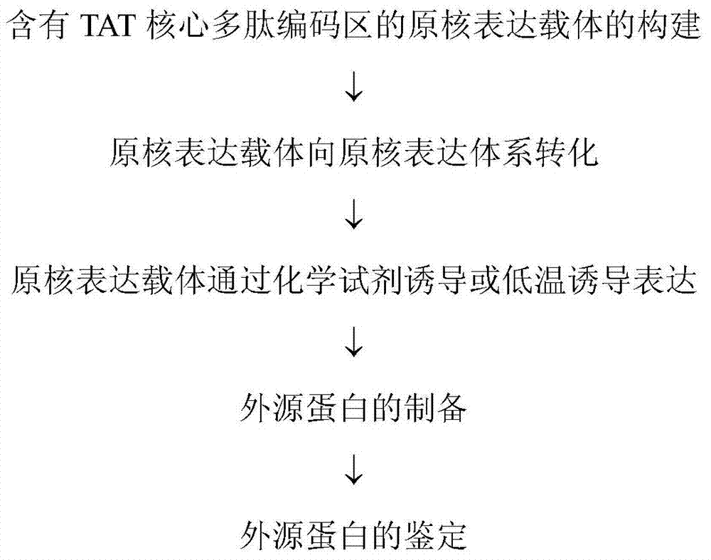 Application of TAT core peptide fragment in preparing efficiently and solubly expressed exogenous protein