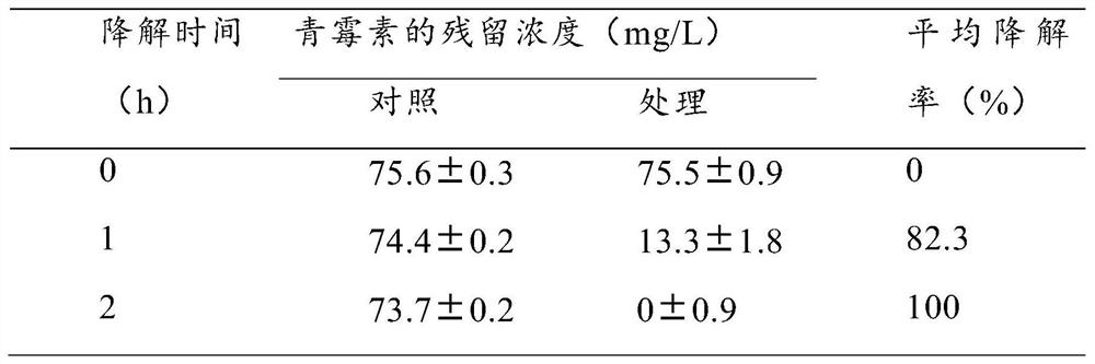 Pseudochrobactrum strain capable of degrading penicillin V potassium, mutant, cell fraction and composition