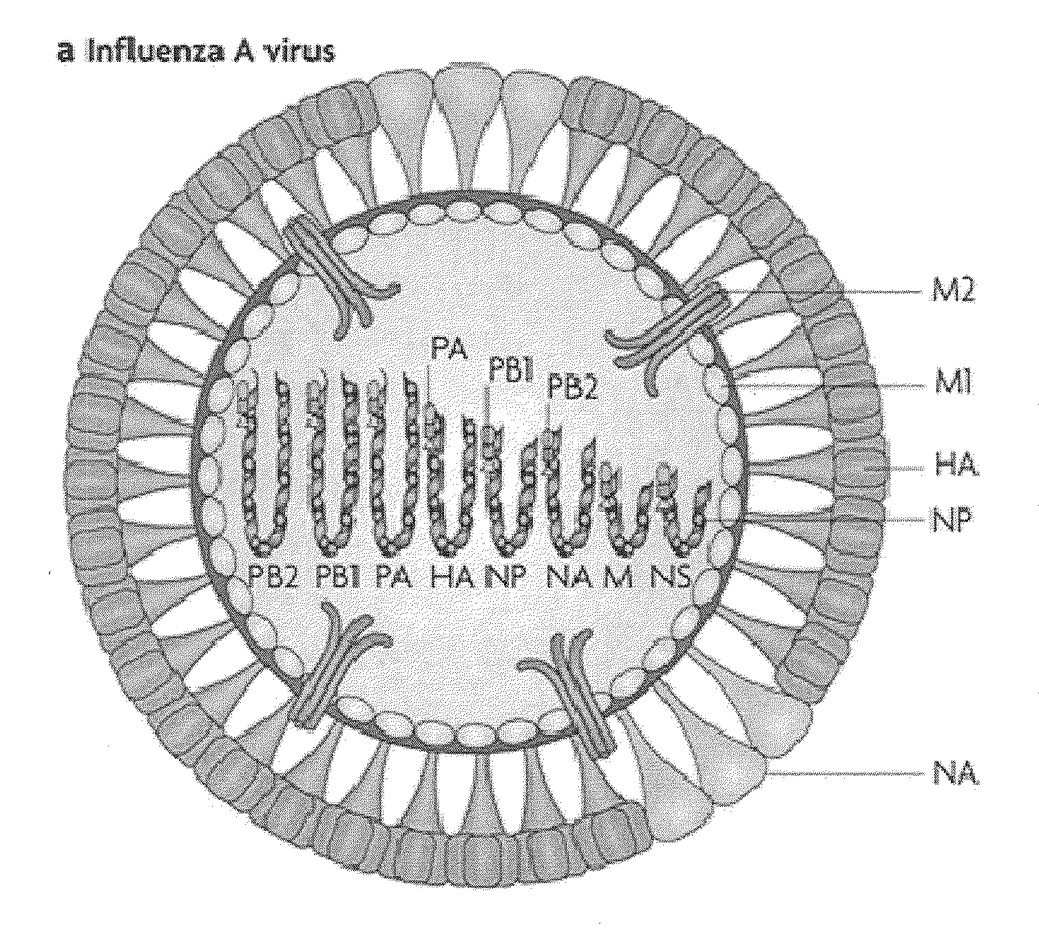 VACCINE COMPOSITIONS OF M2e, HA0 AND BM2 MULTIPLE ANTIGENIC PEPTIDES