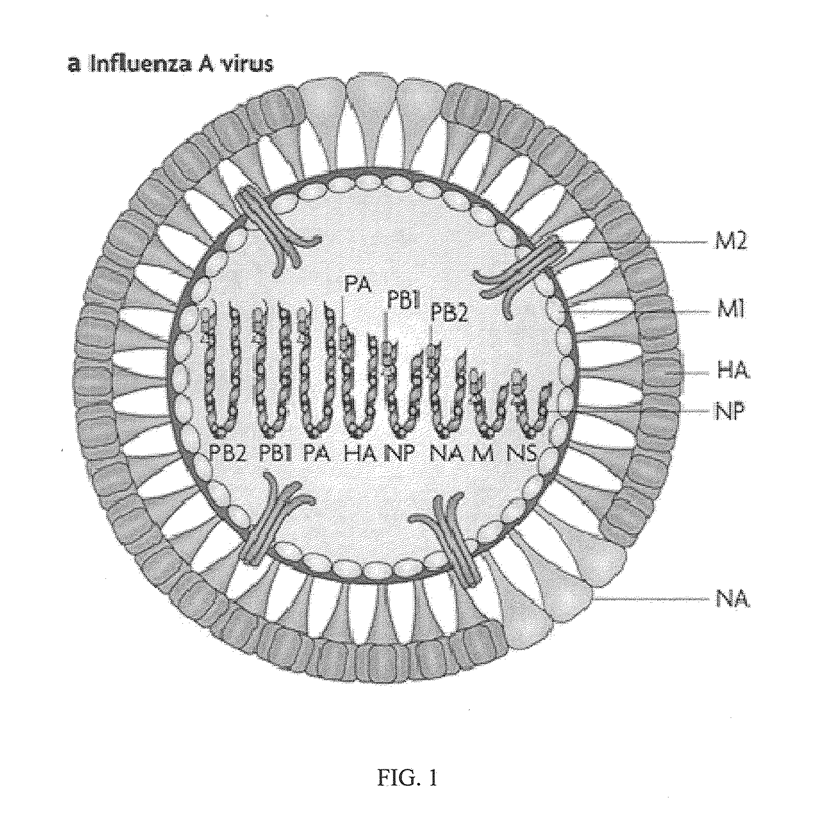 VACCINE COMPOSITIONS OF M2e, HA0 AND BM2 MULTIPLE ANTIGENIC PEPTIDES