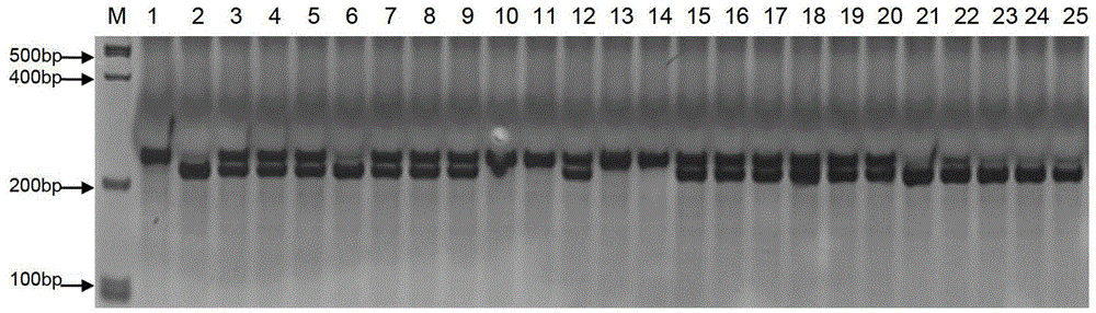 SNP loci linked with blight resistant gene Fon-1 in watermelon, and markers thereof