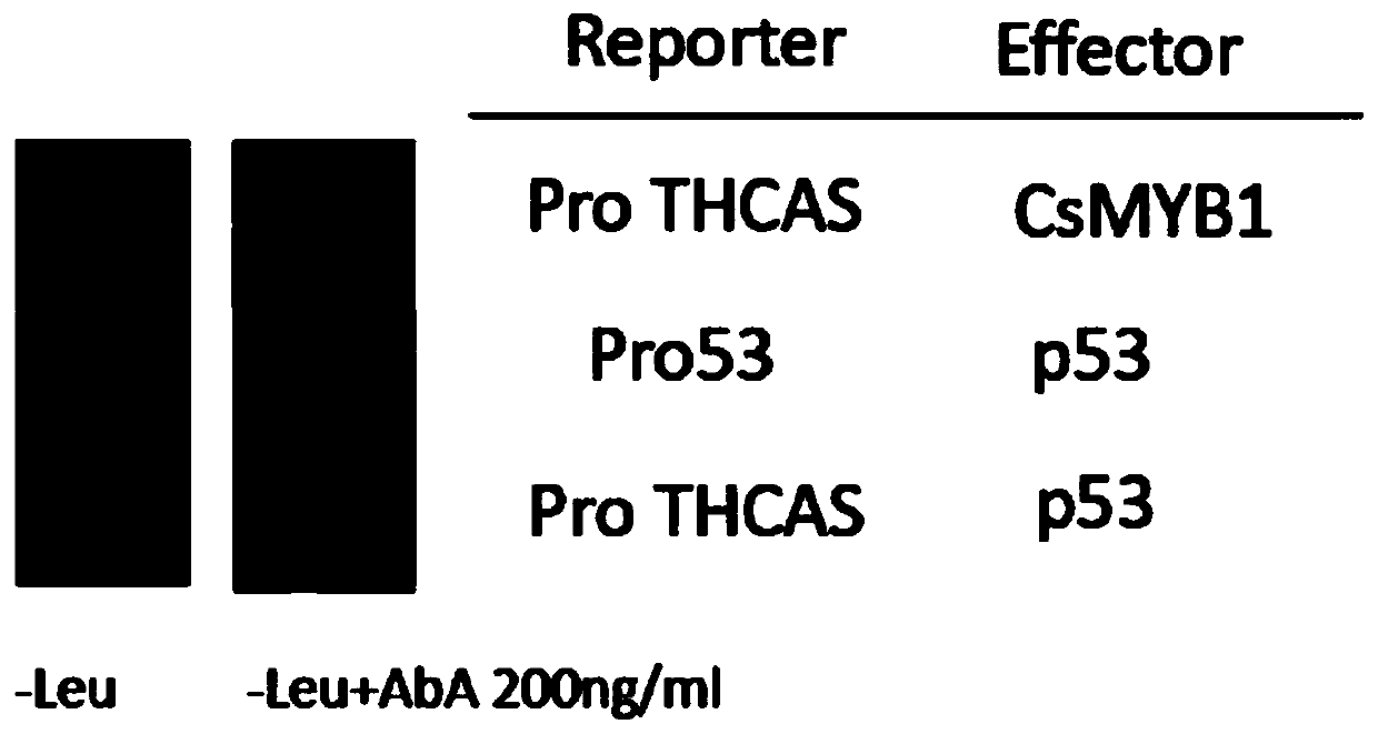 Transcription factor CsMYB1 separated from glandular hairs of cannabis sativa and application thereof