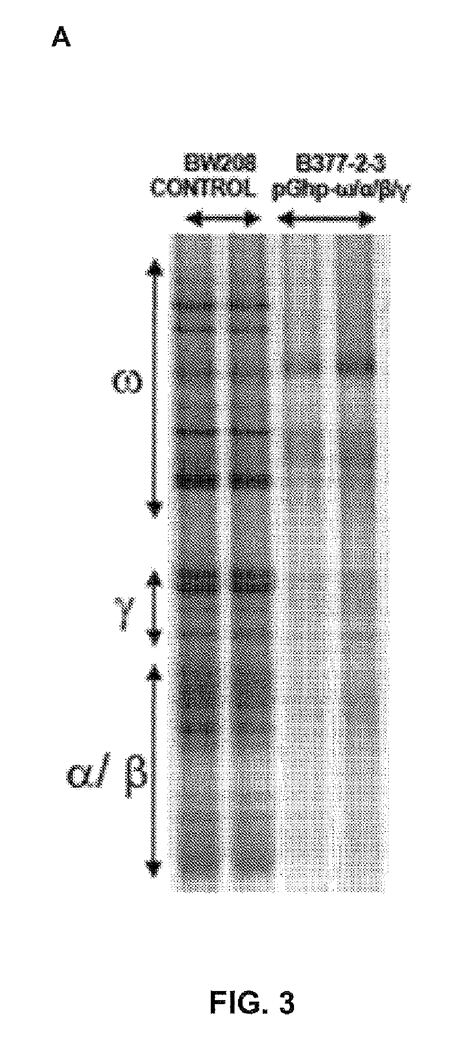 Polynucleotide comprising sequences of wheat gliadins and use thereof for silencing by RNAi