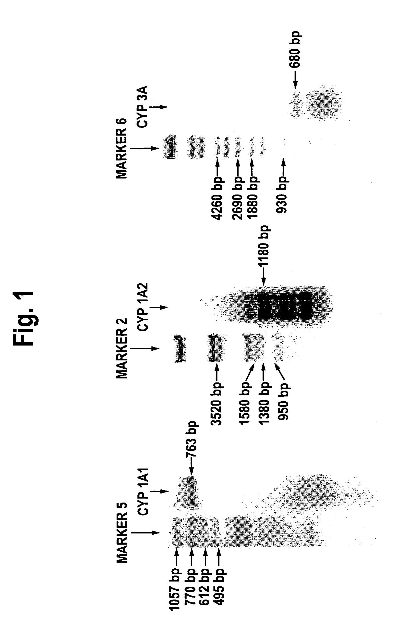 Human derived immortalized liver cell line