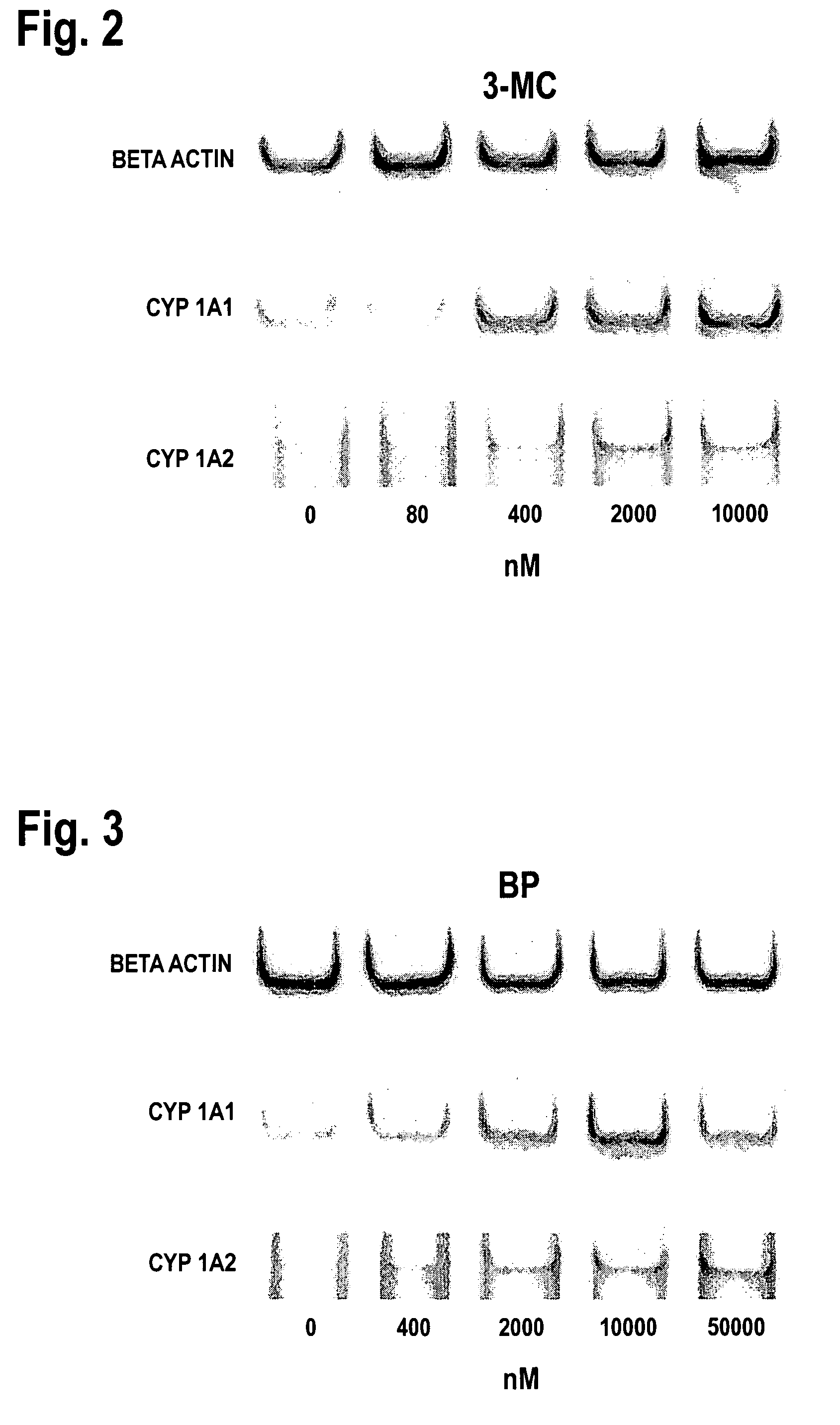 Human derived immortalized liver cell line