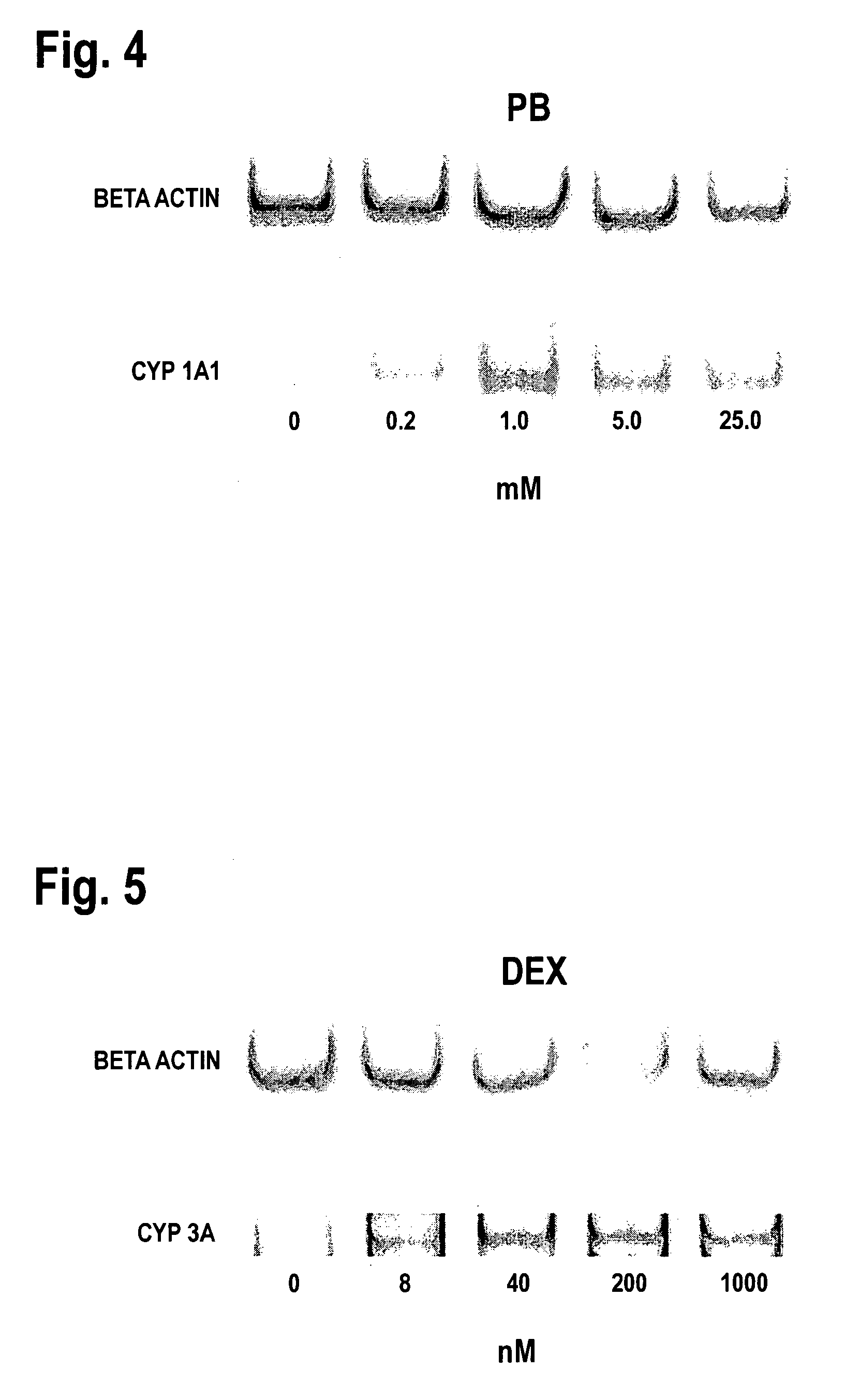 Human derived immortalized liver cell line