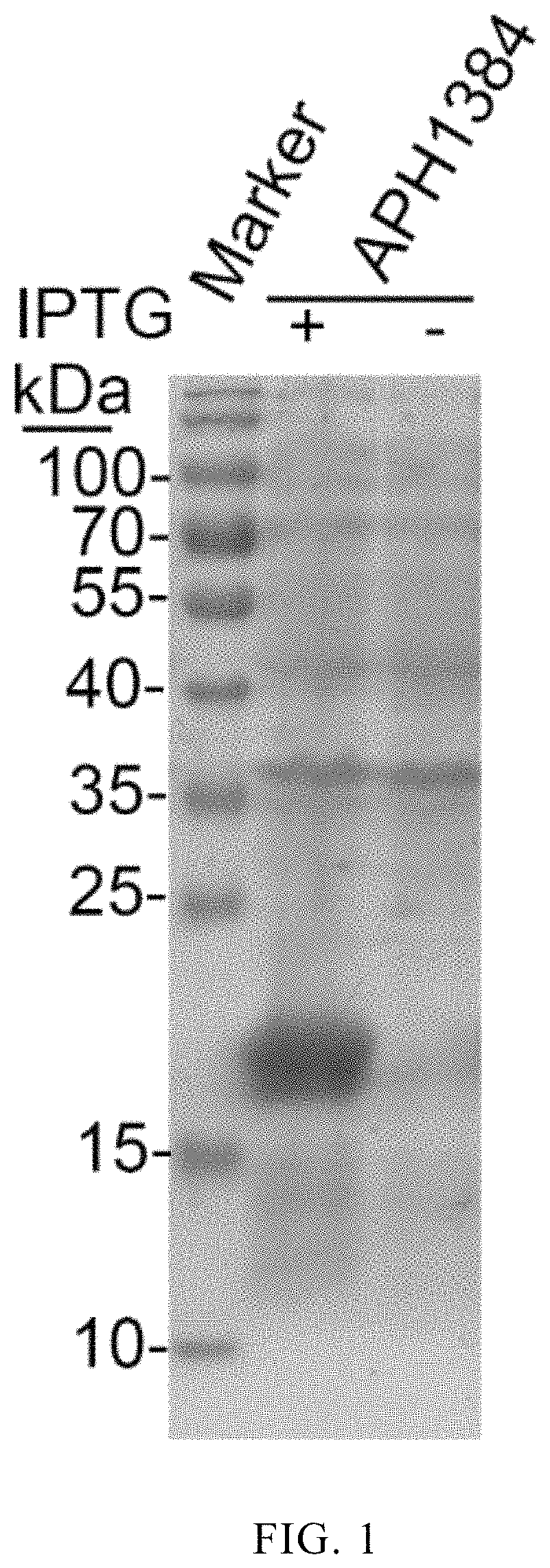 Application of anaplasma phagocytophilum protein APH1384