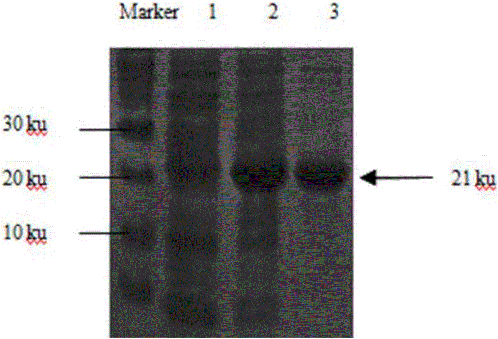 Method for preparing cassava calmodulin monoclonal antibody, and antibody prepared with method