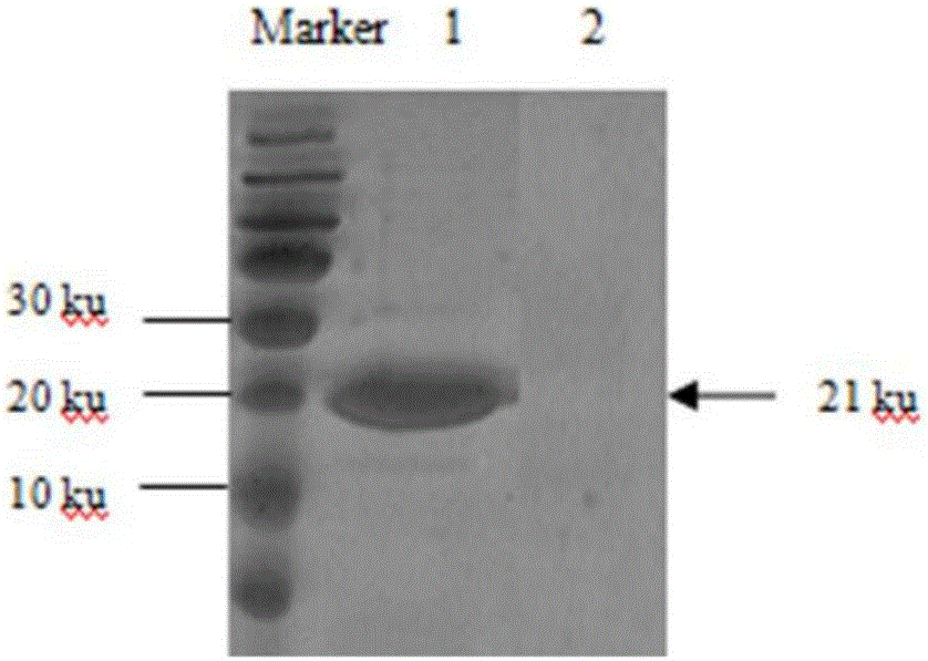 Method for preparing cassava calmodulin monoclonal antibody, and antibody prepared with method