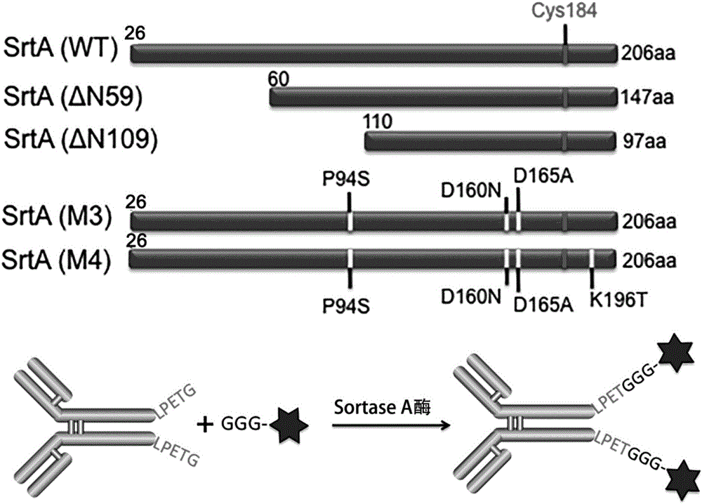 Antibody conjugated medicine and preparation method and application thereof