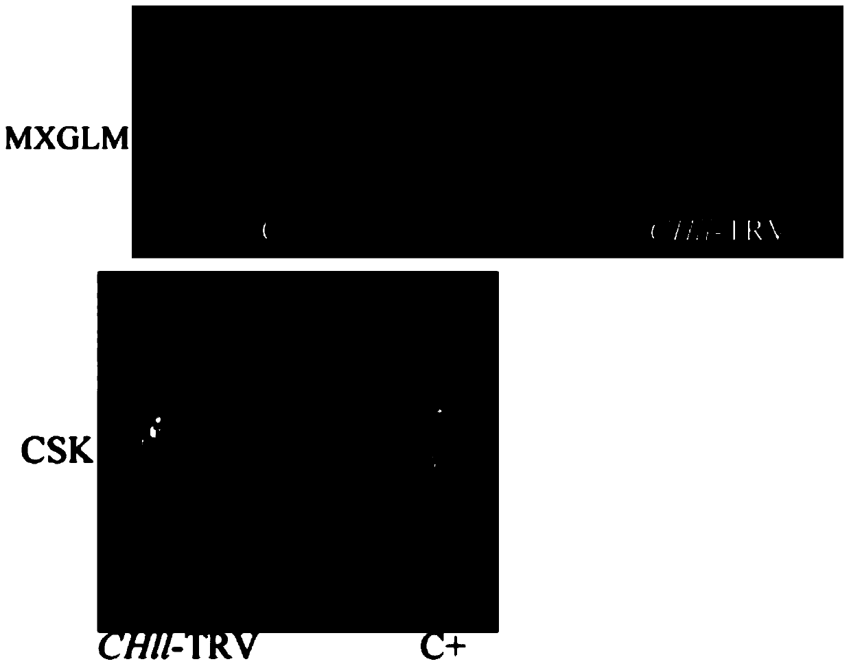 Gene silencing indicator gene and its virus-induced silencing vector as well as construction and infection methods