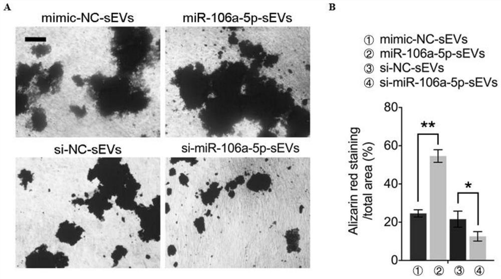 Application of miR-106a-5p simulant in preparation of bone defect repair medicine