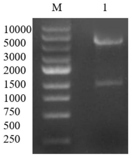 Application of bacillus halophilus xylanase in improvement of flour processing quality