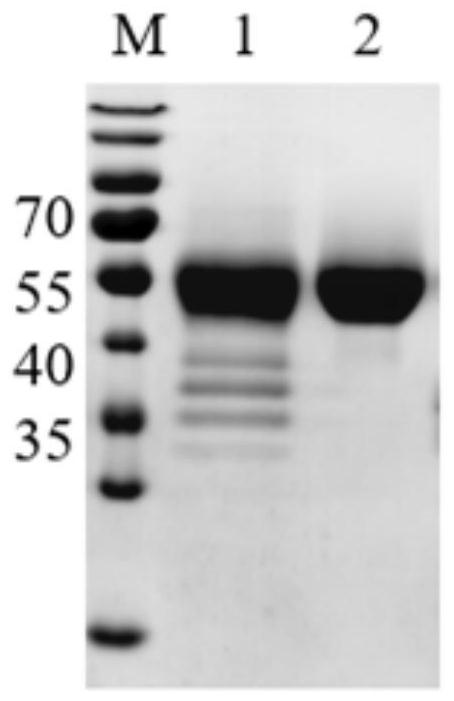 Application of bacillus halophilus xylanase in improvement of flour processing quality