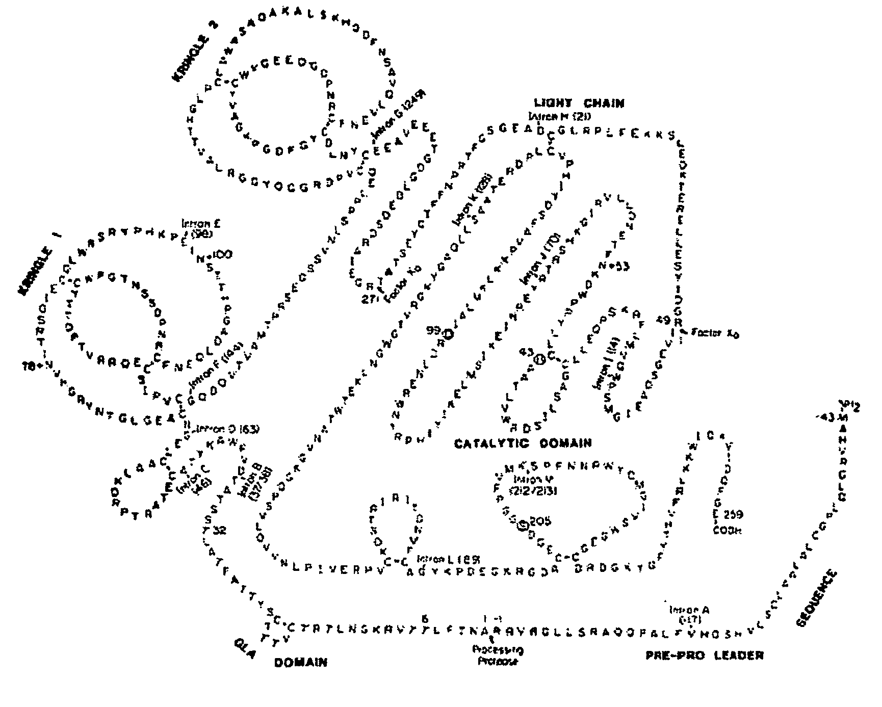 Method for the preparation of recombinant human thrombin and fibrinogen