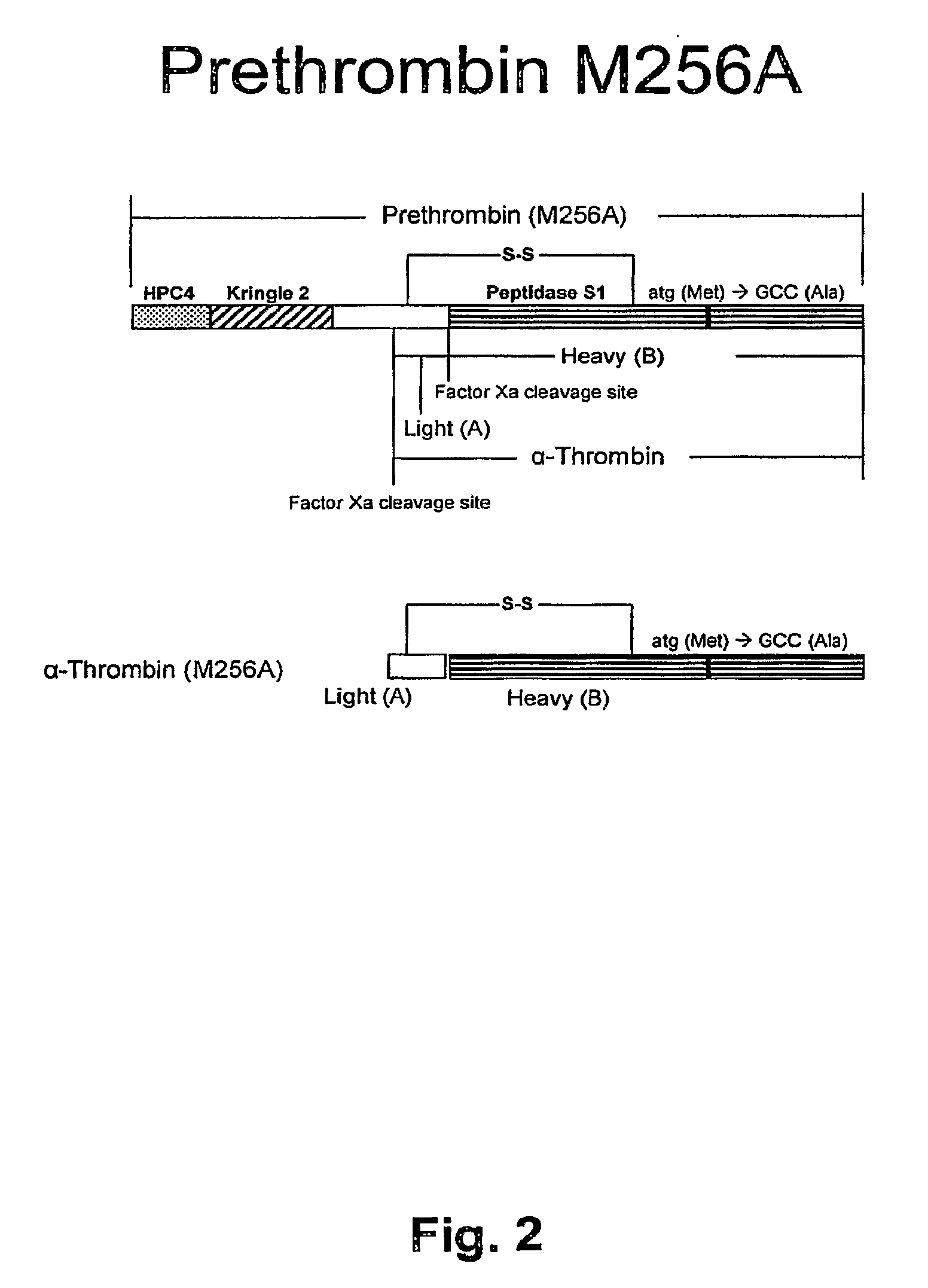 Method for the preparation of recombinant human thrombin and fibrinogen