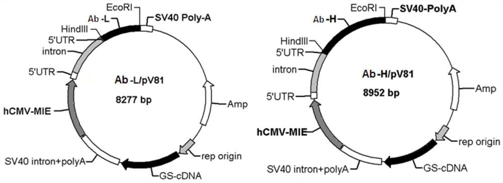 Antibody drug conjugate, an intermediate, a preparation method and application of antibody drug conjugate