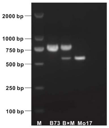 Molecular marker of low-cadmium-accumulation control gene ZmCd1 of corn kernel and application