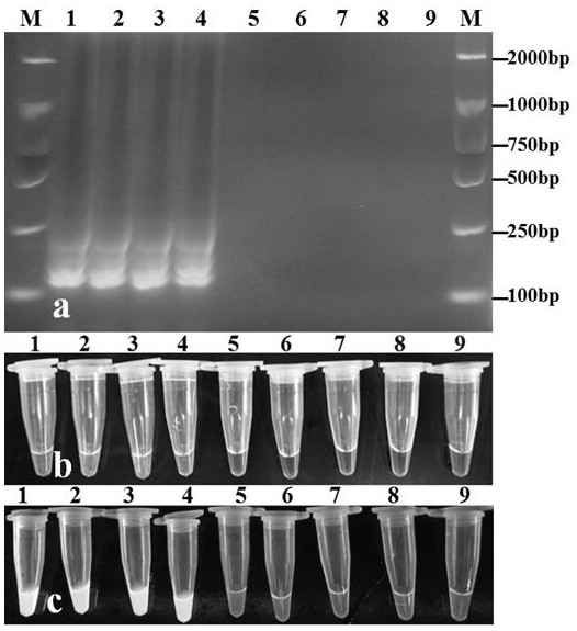 A lamp primer and detection method for rapid detection of tea tree anthracnose bacteria