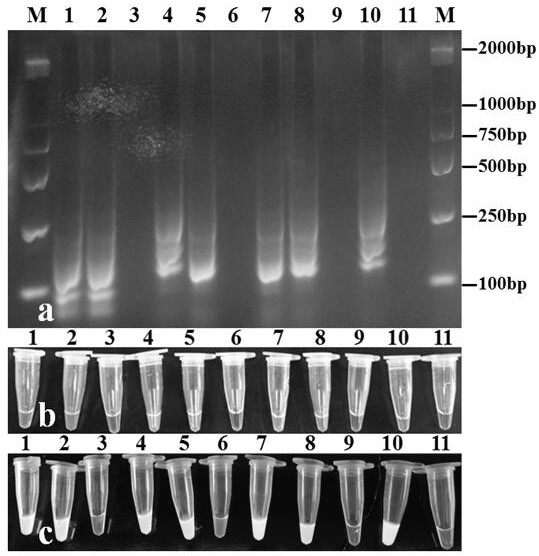 A lamp primer and detection method for rapid detection of tea tree anthracnose bacteria