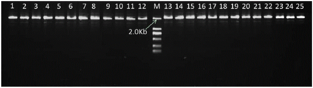 Direct use type high-fidelity PCR amplification reagent mixture