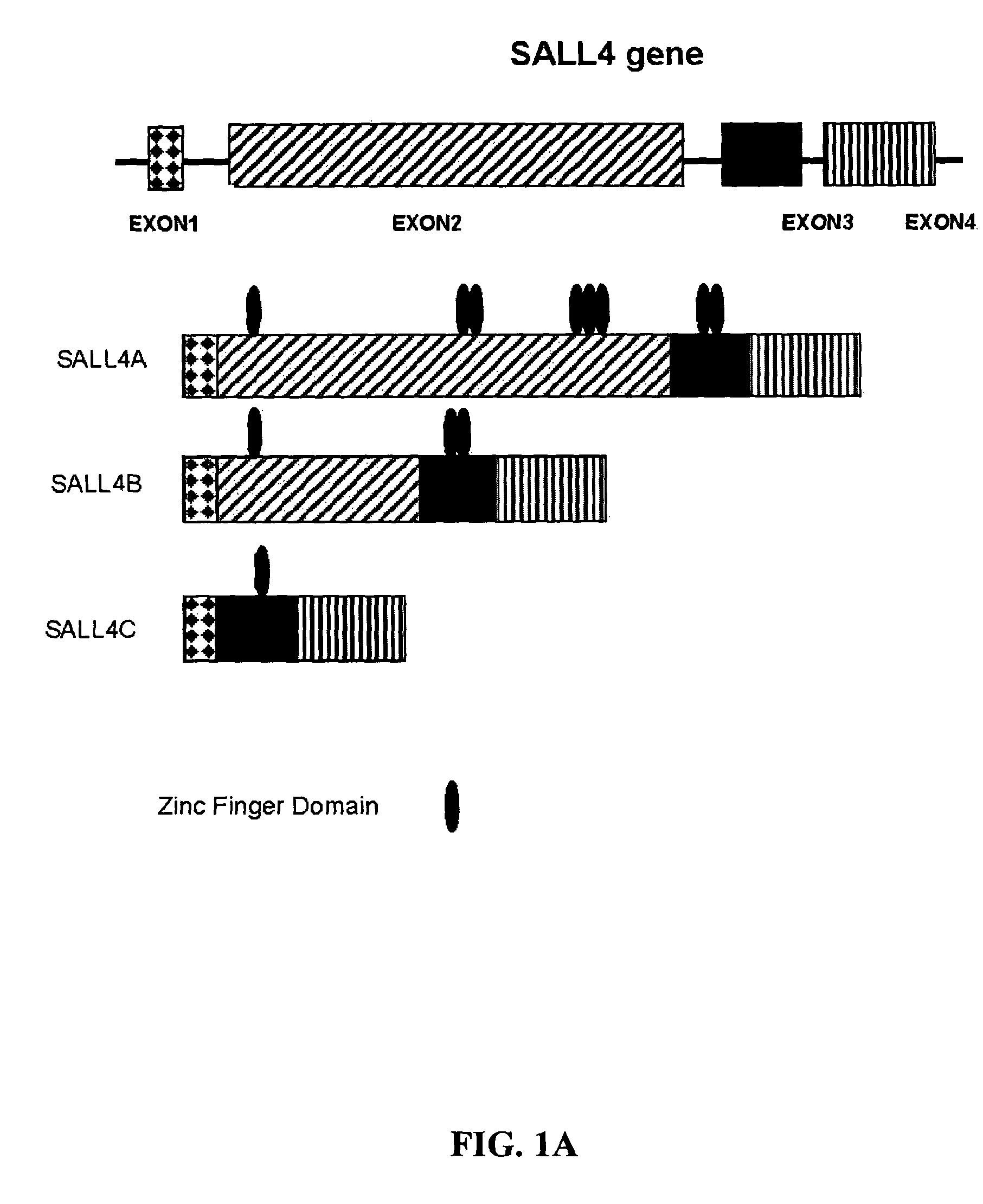 Targeting of SALL4 for the treatment and diagnosis of proliferative disorders associated with myelodysplastic syndrome (MDS)