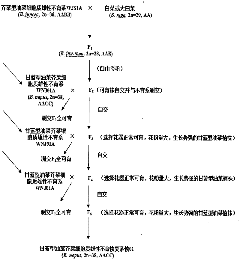 Method for breeding brassica napus and mustard cytoplasm male sterility restoring line