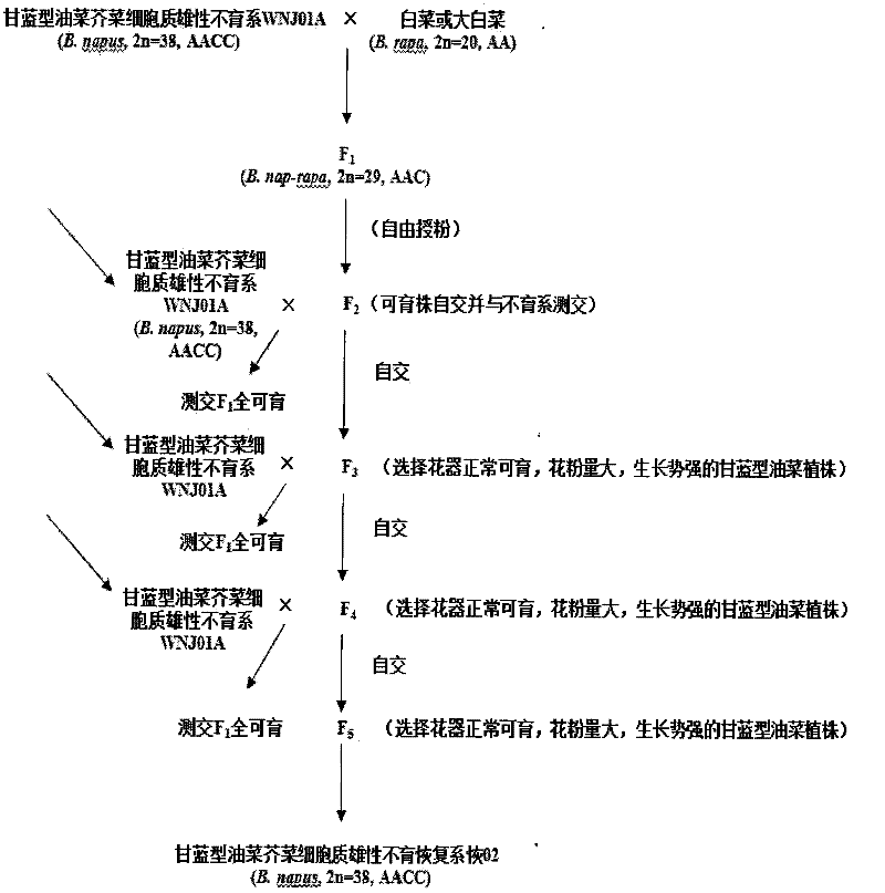 Method for breeding brassica napus and mustard cytoplasm male sterility restoring line