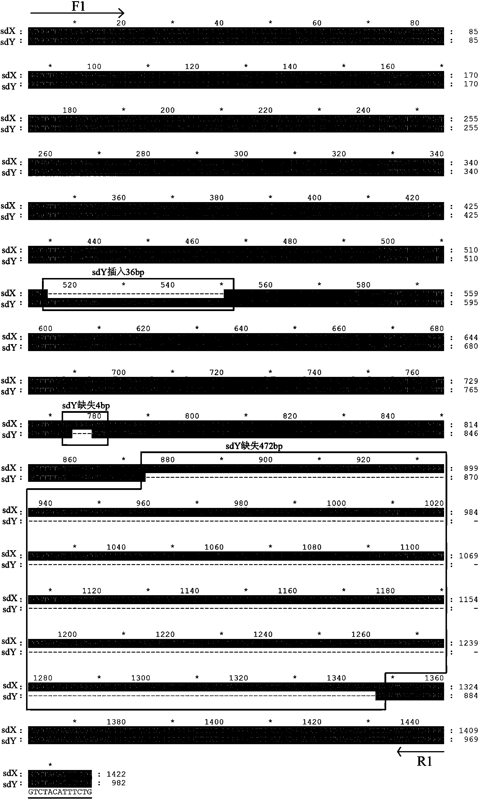 X-chromosome specific molecular marker of Nile tilapia