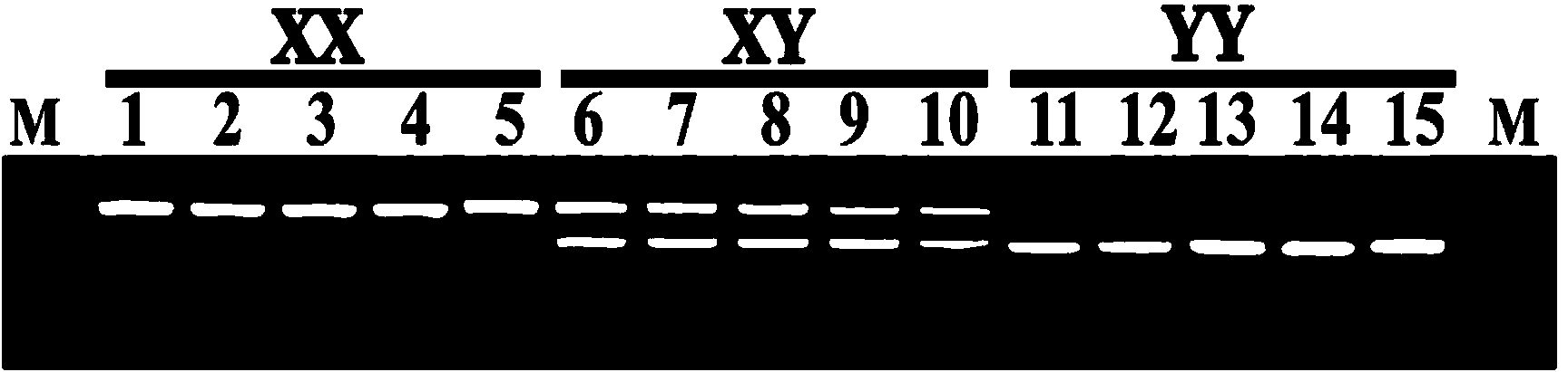 X-chromosome specific molecular marker of Nile tilapia