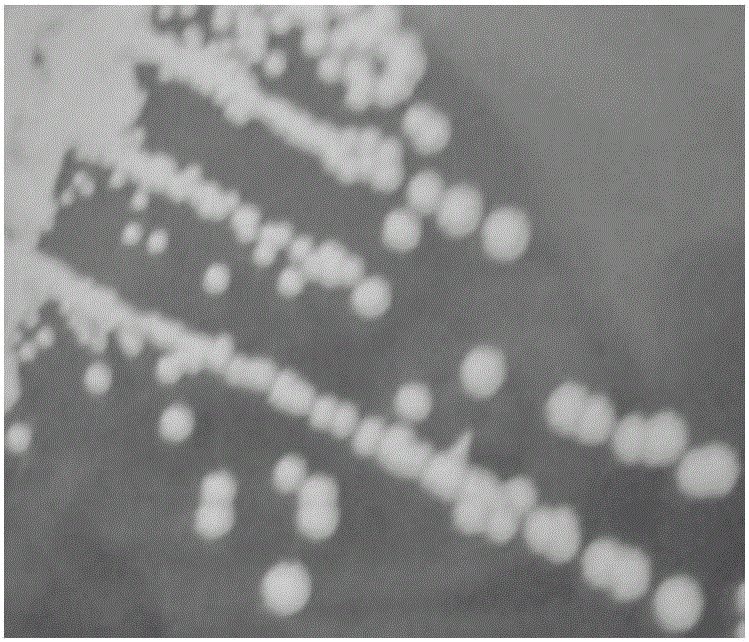 Aroma producing yeast and application thereof in fermented soybean milk