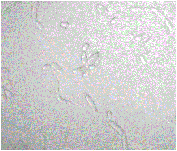 Aroma producing yeast and application thereof in fermented soybean milk